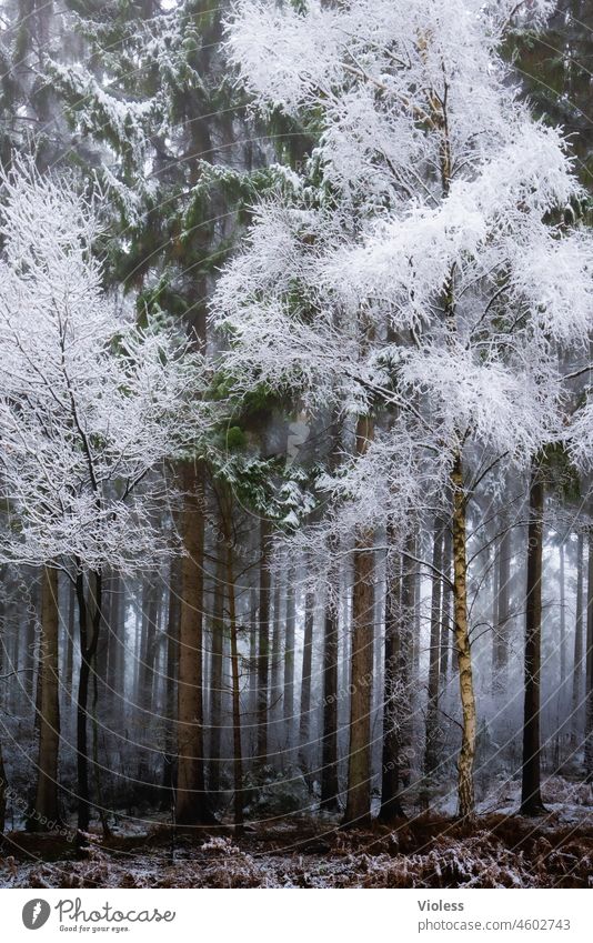 winter forest Winter Forest Snow Cold Hoar frost Frost Tree White Haze Birch tree tribes Woodground