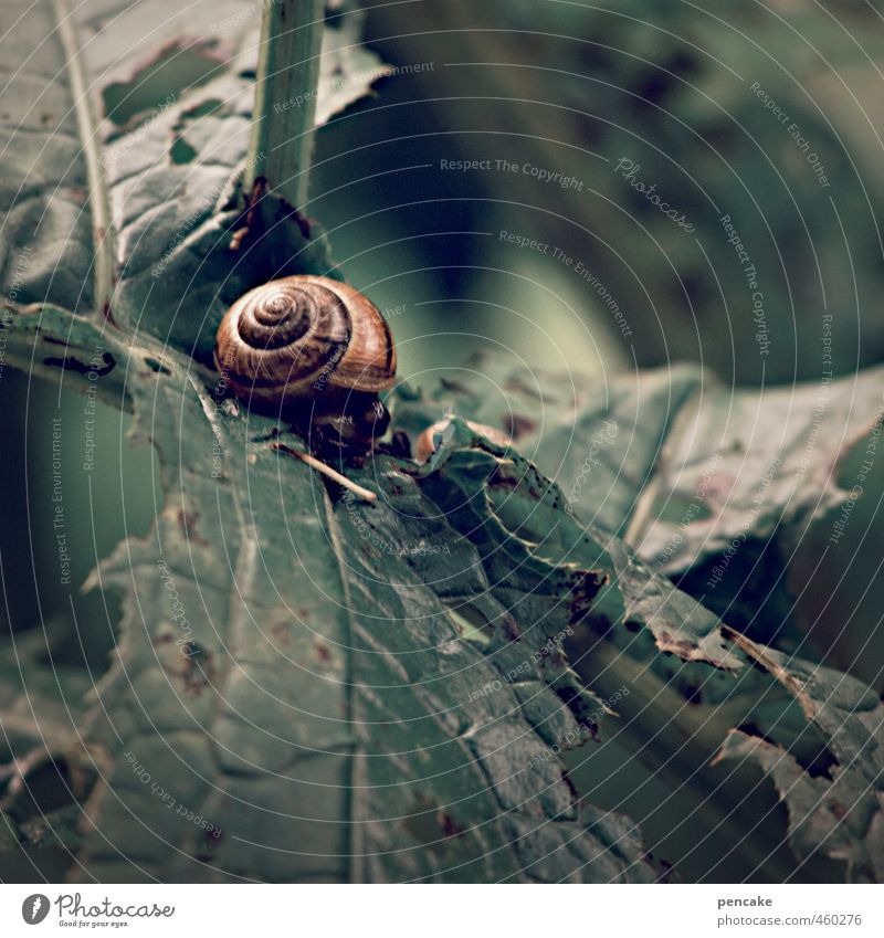 waiting loop Nature Plant Autumn Leaf Forest Animal Snail 1 Sign To swing Sleep Wait Living or residing Fill Stationary Green Leaf green Thistle leaves