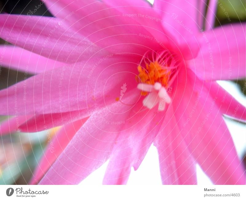 cactus flower Cactus flower