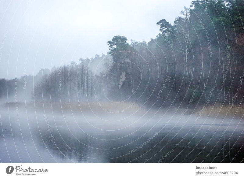 fog Lake Water Calm Lakeside Forest Fog frozen lake reed Winter Brandenburg