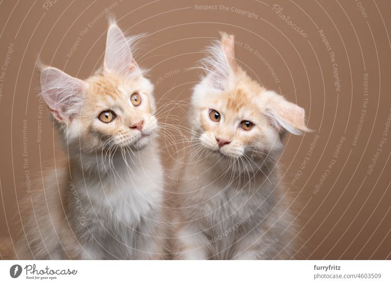 two kitten siblings side by side. one cat is shaking the head pets fluffy fur feline purebred cat longhair cat maine coon cat two animals twins brothers