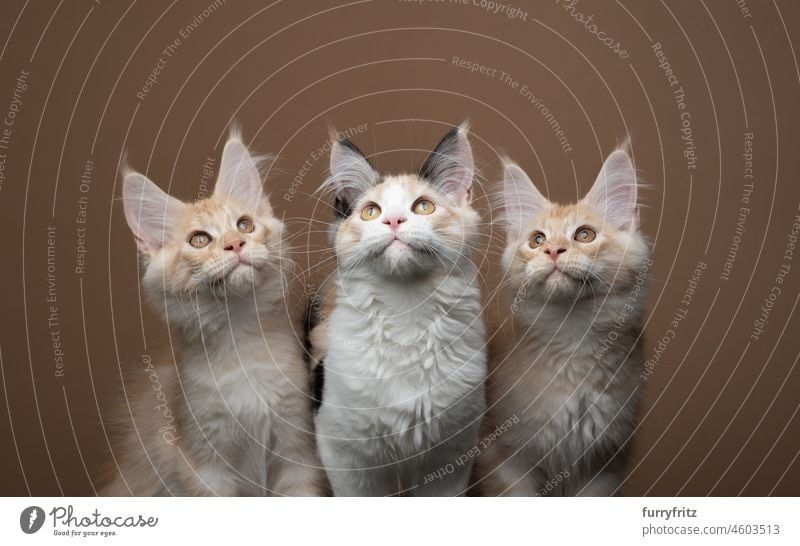 group photo of three curious playful maine coon kitten looking up cat pets fluffy fur feline purebred cat longhair cat maine coon cat three animals