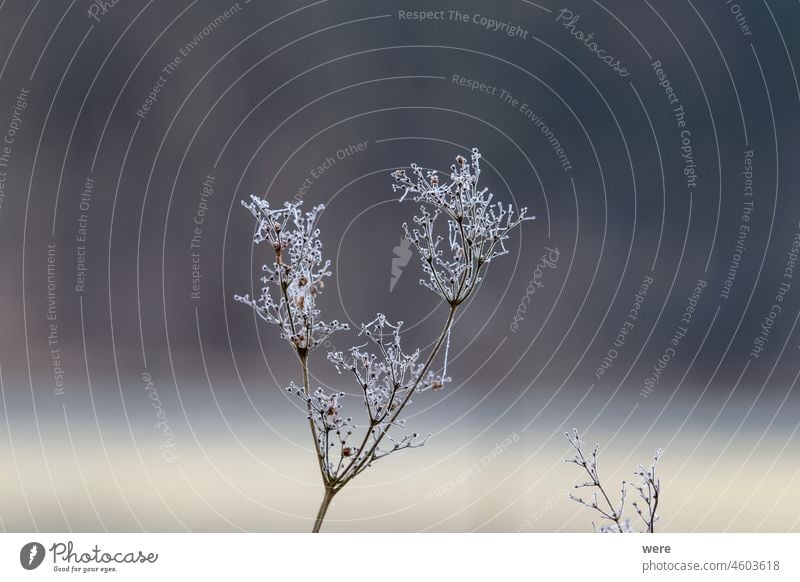 Hoarfrost covered bare branches with spider webs tree winter nature snow sky blue cold plant white frozen grass spring season ice landscape flower forest trees