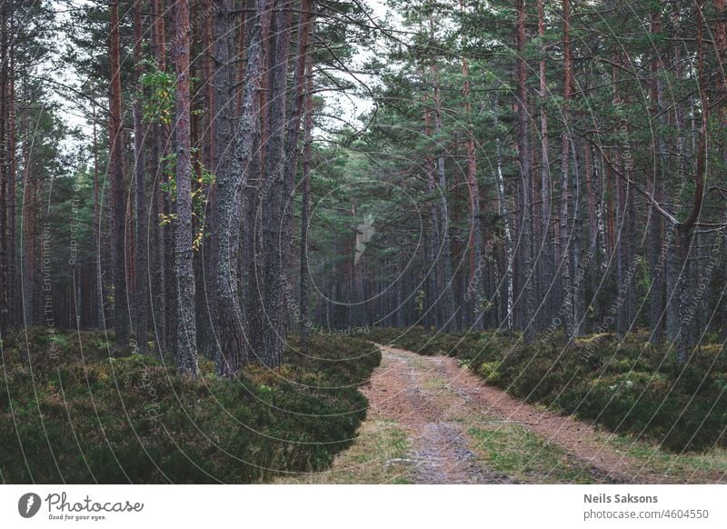 pathway through pine trees in Latvia seaside background baltic beautiful environment foliage forest green landscape latvia leaf light natural nature no people