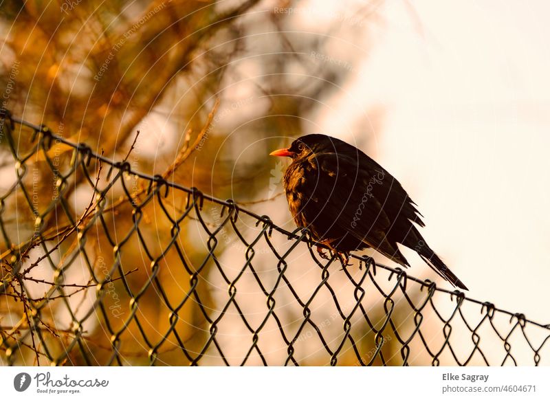 Male blackbird defies the wind.... Blackbird blackbird male Exterior shot Bird Animal Animal portrait Shallow depth of field Deserted Copy Space top Sit