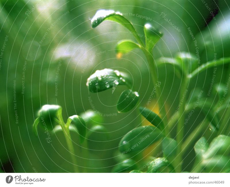 morning dew Green Drops of water Cress Blur Water Rope Dew Macro (Extreme close-up)