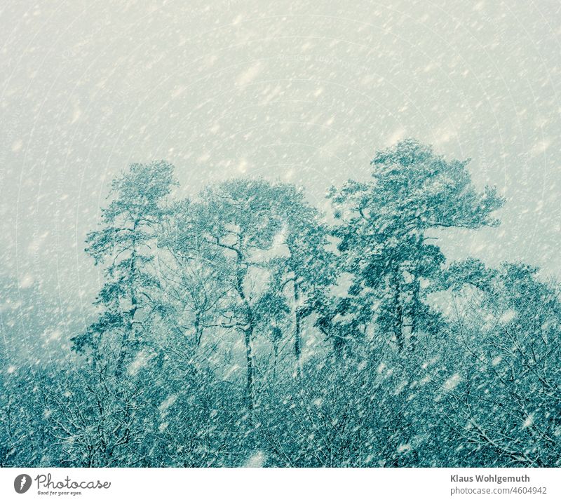 Forest edge in heavy snowfall on holy evening 2021 Snow Snowfall Snowscape Edge of the forest Winter Winter mood Christmas & Advent Weather trees pines shrubby