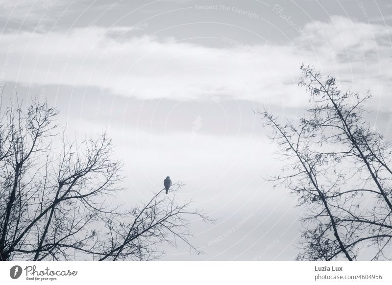 Bird of prey in bare branches Branchage Bleak Sparse B/W Black & white photo Sky Winter chill Wait Tree Day Clouds waiting