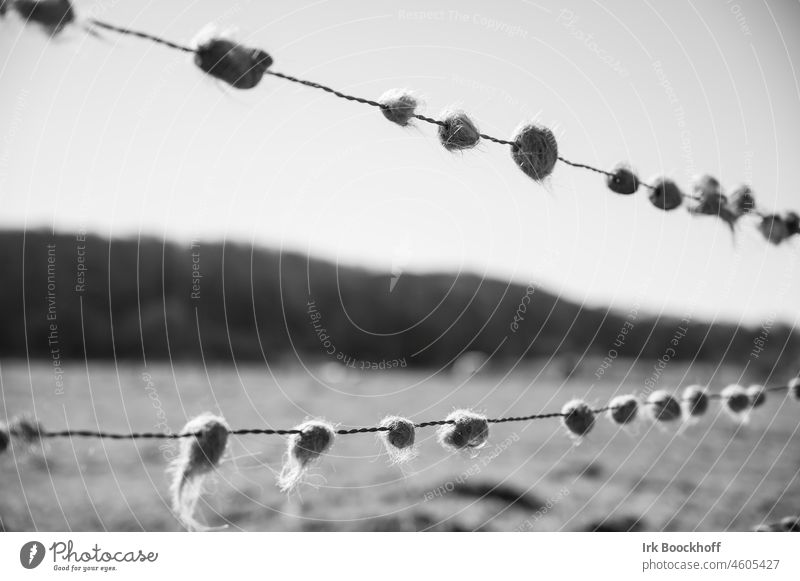 Tufts of hair from cows on barbed wire Detail Subdued colour Barbed wire fence Fence Protection Sadness Thorny Creepy Black White Deserted Close-up