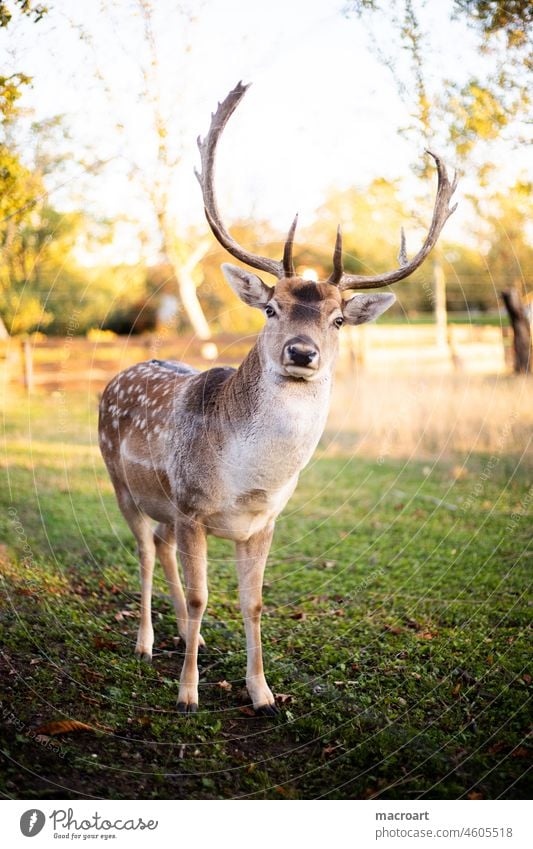 deer fallow deer stag Wild Autumn Evening sun Sun antlers shovel panel Shovel Meadow look Animal Wilderness Park animal park