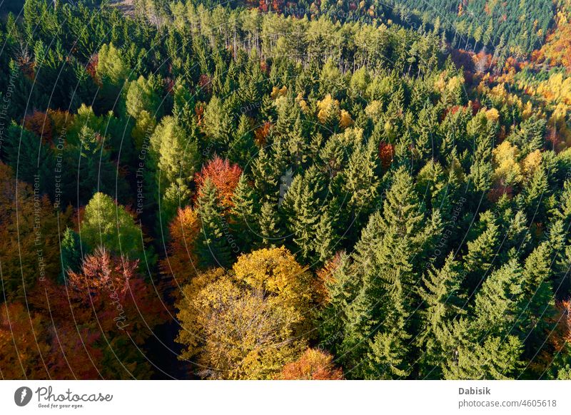 Aerial view of mountains covered with autumn forest tree landscape nature travel outdoor scenic background pattern leaf beautiful scenery aerial park fall