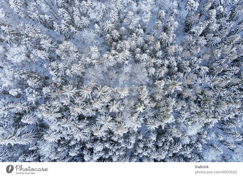 Beautiful winter forest with snowy trees, aerial view landscape mountains winter landscape nature abstract backdrop background beautiful cold day drone