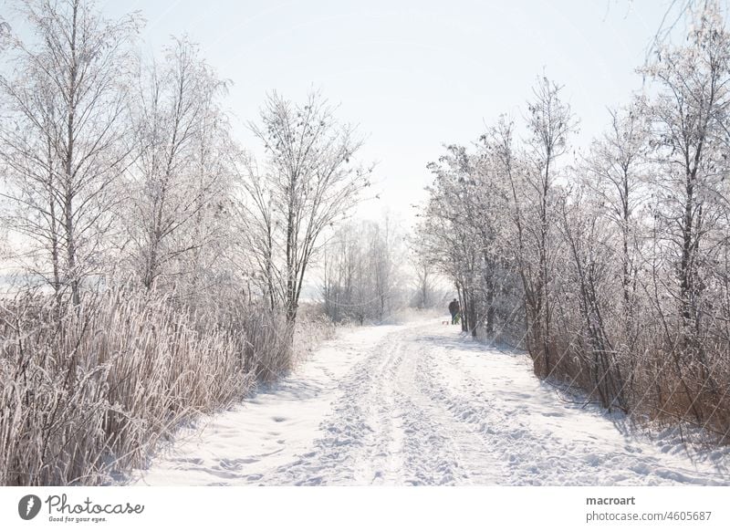 winter landscape Landscape Frozen chill Cold Midday snow-covered White Blue sky Day reed Lake forest path snowy bare trees tracks in the snow