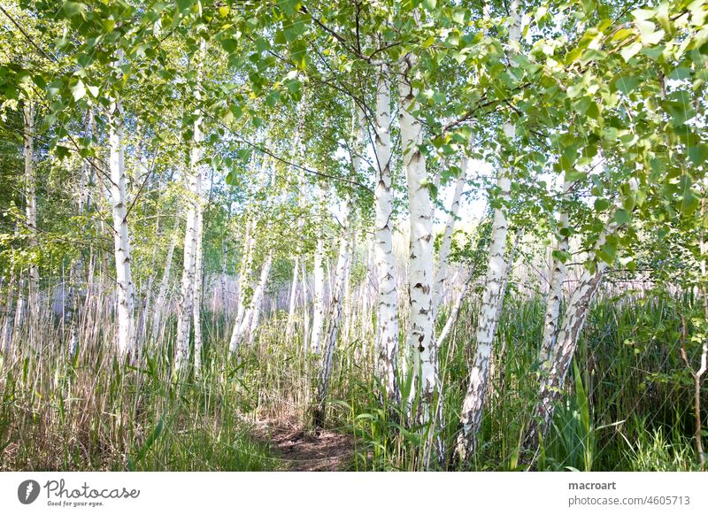 birch forest Birch wood birch grove Forest birches Deciduous forest Green Summer Spring spring awakening juicy leaves White tree trunks Lake Landscape Sky Sun