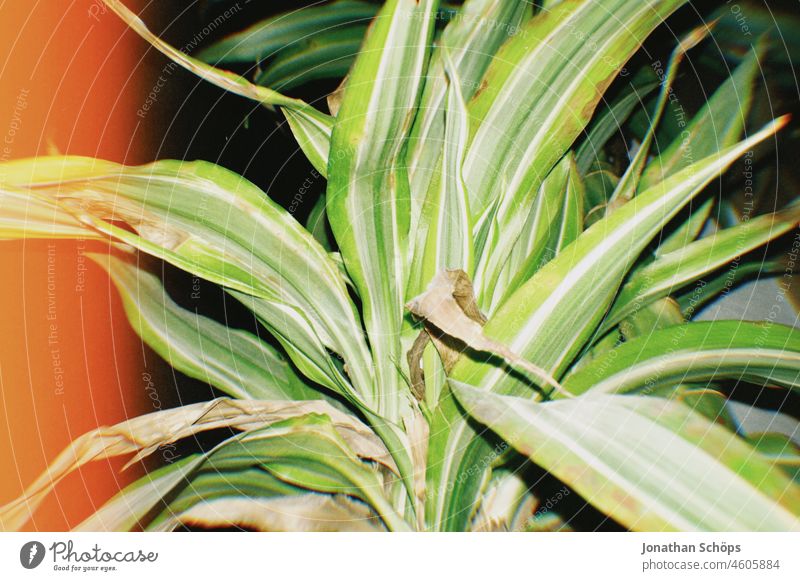 green leaves of a dragon tree in the room with Lightleak Dragon tree Green vintage Retro lightleak Analog Shaft of light Caught by a speed camera Light leak