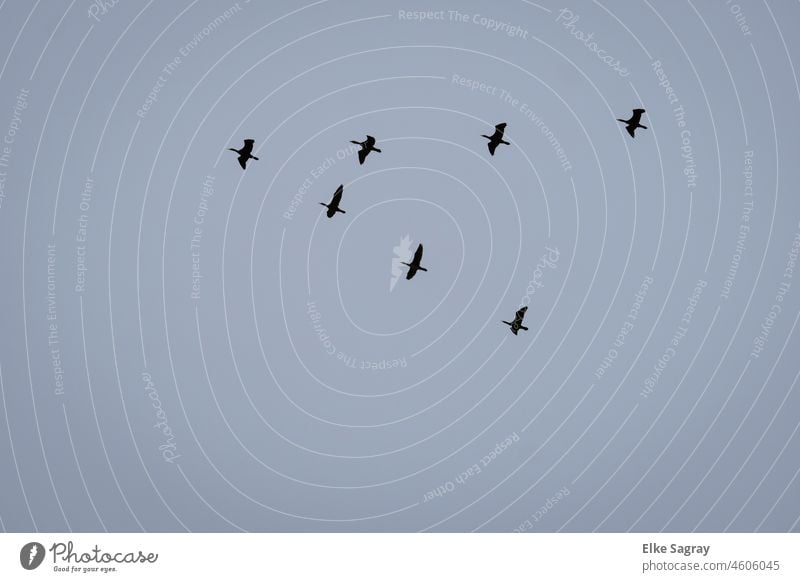 Cormorants flight formation migratory birds Deserted Animal Exterior shot Animal portrait Colour photo naturally Migratory birds Sky Bird Freedom Flock of birds