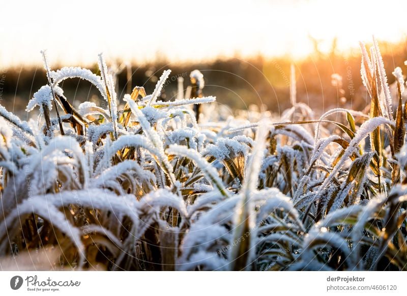 Reeds in the sunrise in Friesland VI Unwavering Vacation & Travel Tourism Trip Far-off places Environment Joie de vivre (Vitality) Life Channel Exterior shot