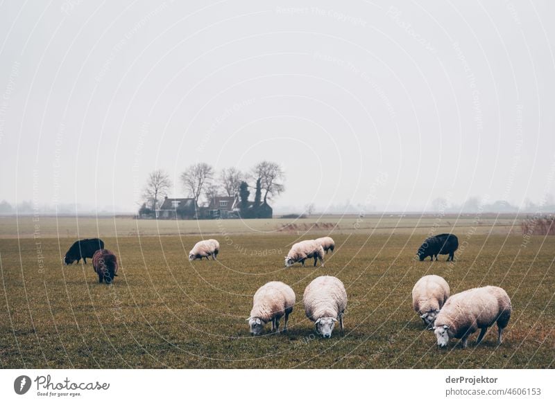 Sheep in Friesland Unwavering Vacation & Travel Tourism Trip Far-off places Environment Joie de vivre (Vitality) Life Channel Exterior shot Copy Space top