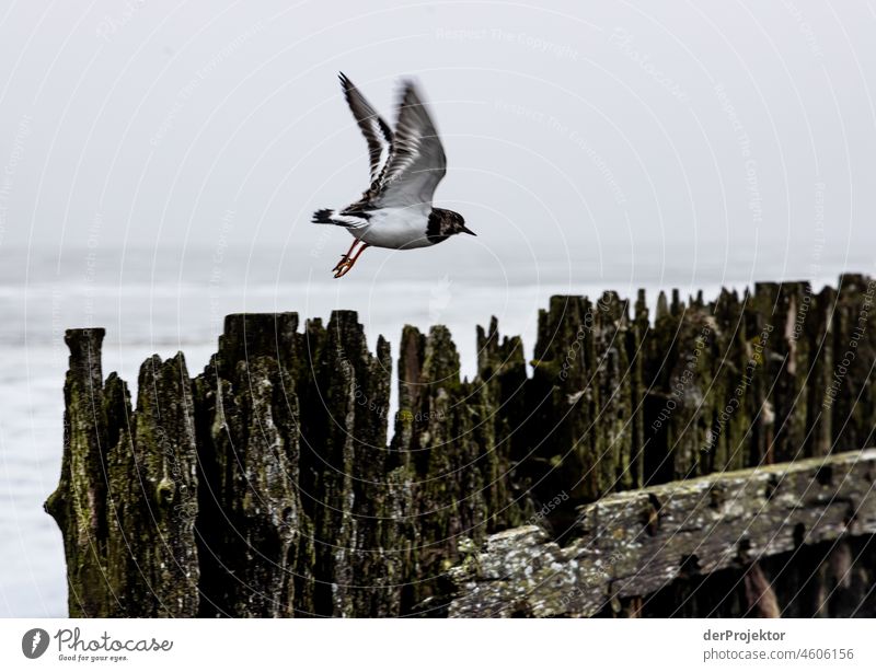 Coastal protection with bird in Friesland Unwavering Vacation & Travel Tourism Trip Far-off places Environment Joie de vivre (Vitality) Life Channel