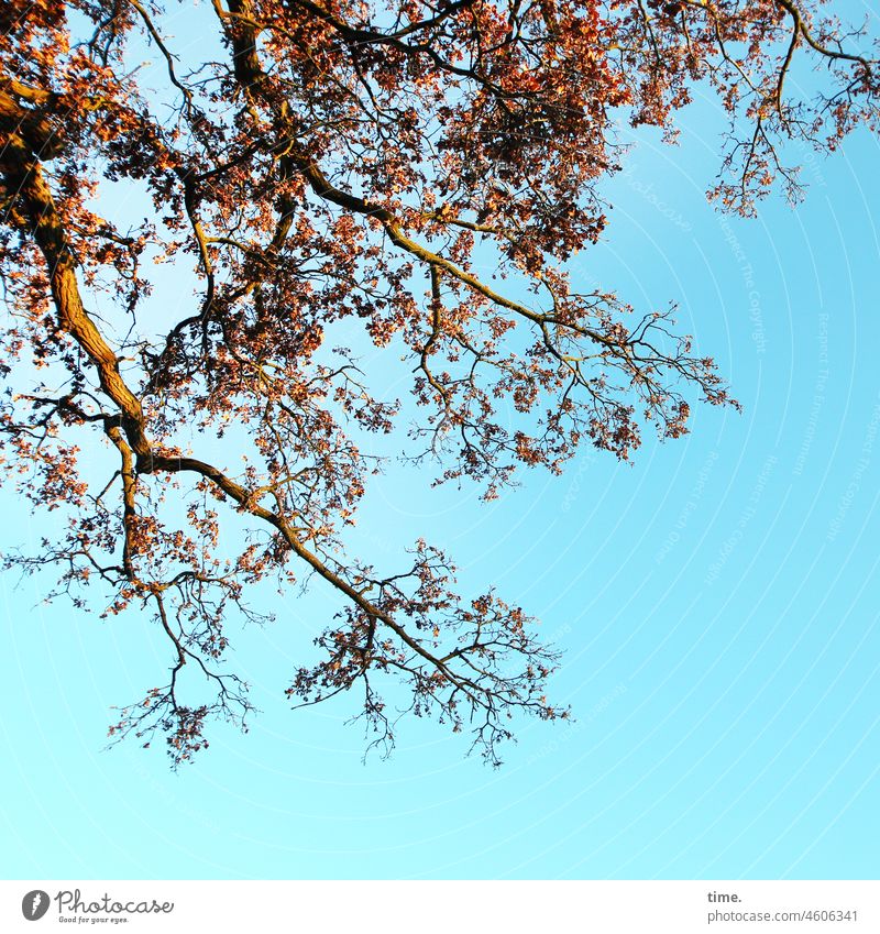 Oak without horns Tree Sky autumn leaves Branch Nature foliage Autumn leaves change Transformation Tall Worm's-eye view sunny Wood Sunlit