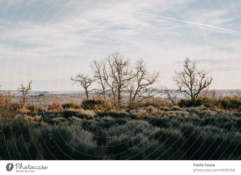 Oak trees against the sky Beautiful weather Tree Nature Leaf Exterior shot Environment Green Deserted Colour photo Plant Oak leaf Sunrise Landscape Hiking Brown