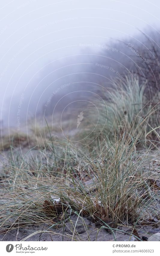 Dune & Fog Beach duene Marram grass Escarpment Winter Dreary Twilight Copy Space top