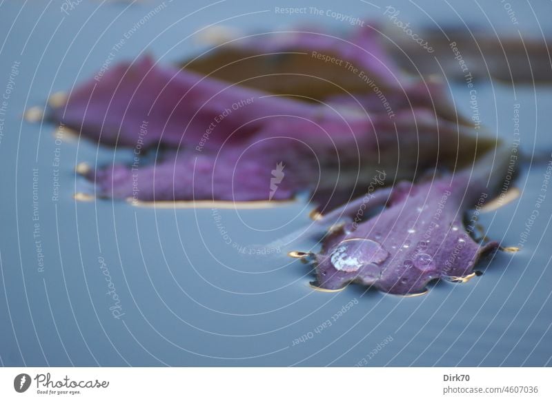 Flower in water with water drops Blossom Water Drops of water Plant Pond Surface of water drift Float in the water Exterior shot Deserted Colour photo Wet Calm