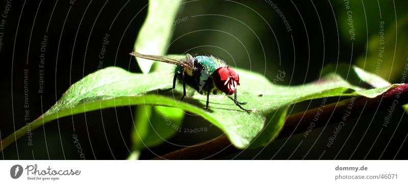 bow tie Green Leaf Black Macro (Extreme close-up) Red Animal Fly Nature Sit Eyes face Wing Flying