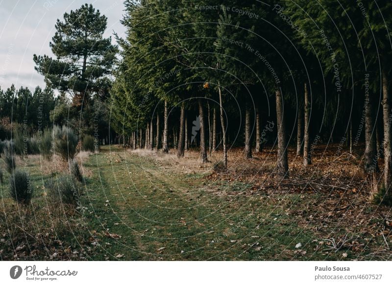 Fir forest Fir tree Forest Environment Environmental protection Winter Tree Nature Exterior shot Coniferous trees Colour photo Deserted Plant Day Forestry