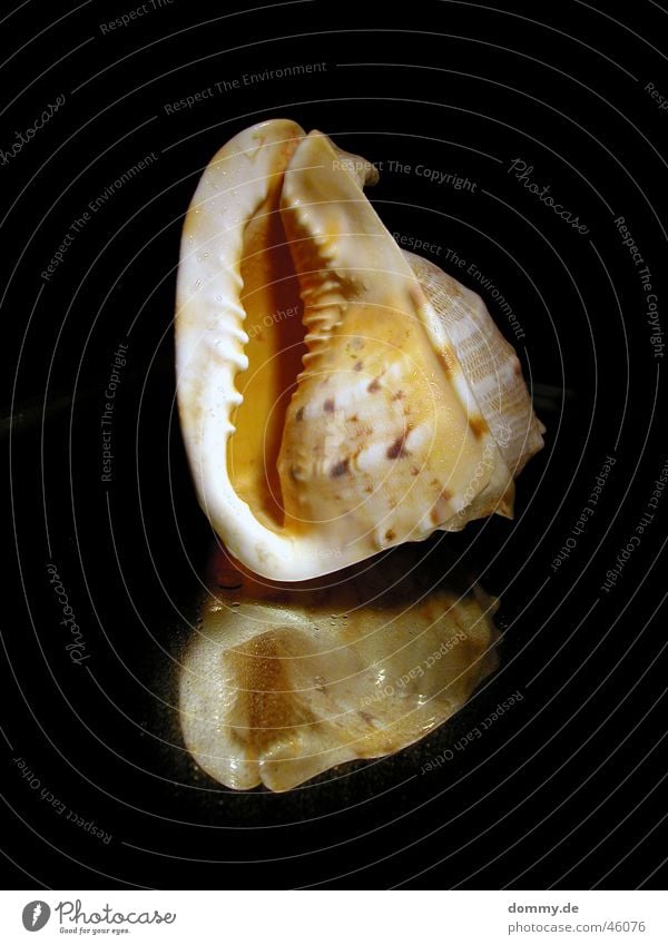 roar of the sea Hissing Ocean Mussel Reflection Mirror Black Corner Round Prongs Nature sea dweller