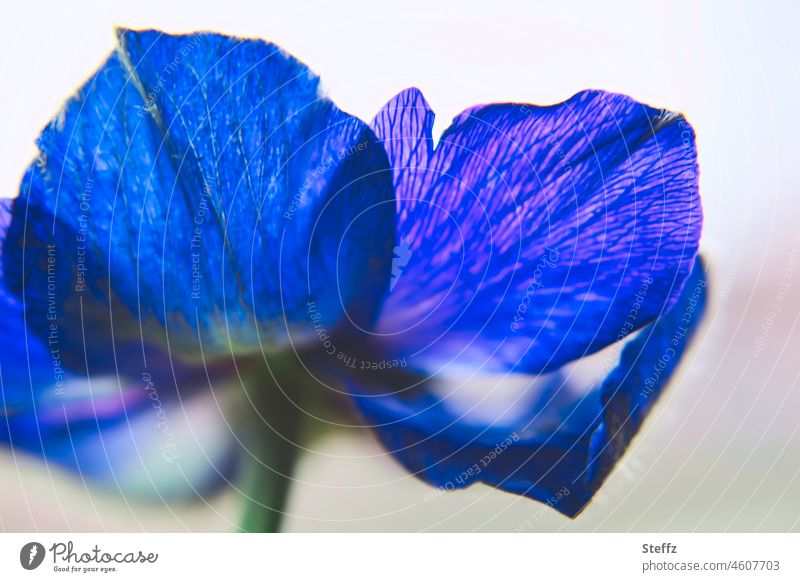 blue crown anemone Spring flower garden flower cut flower Blue royal blue blue anemone Flower Blossom blossom romantic stylized violet-blue purple blue April