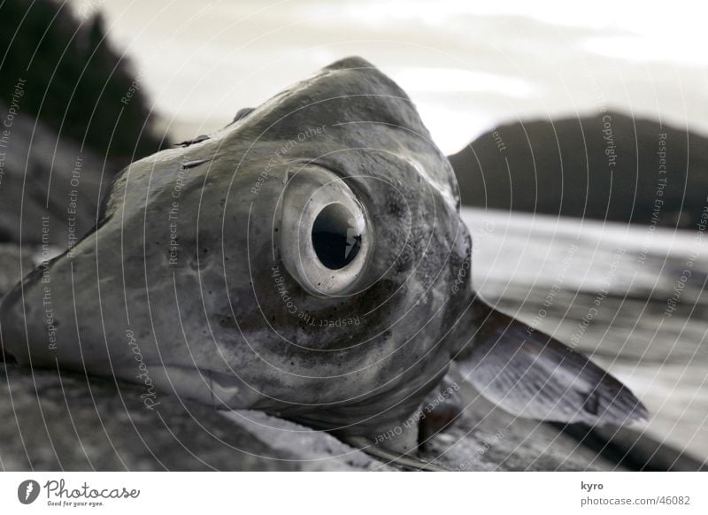 happy fish Near Norway Tree Fishing (Angle) Eyes Water Fjord Water wings Mountain Rock Stone Coast Looking Nutrition Funny