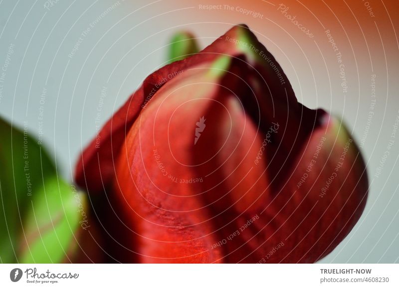 Cry of the soul / In the silent pain of suffering / Very close the joy. Amaryllis amaryllis flower Close-up Blossom Flower Red Shallow depth of field Detail