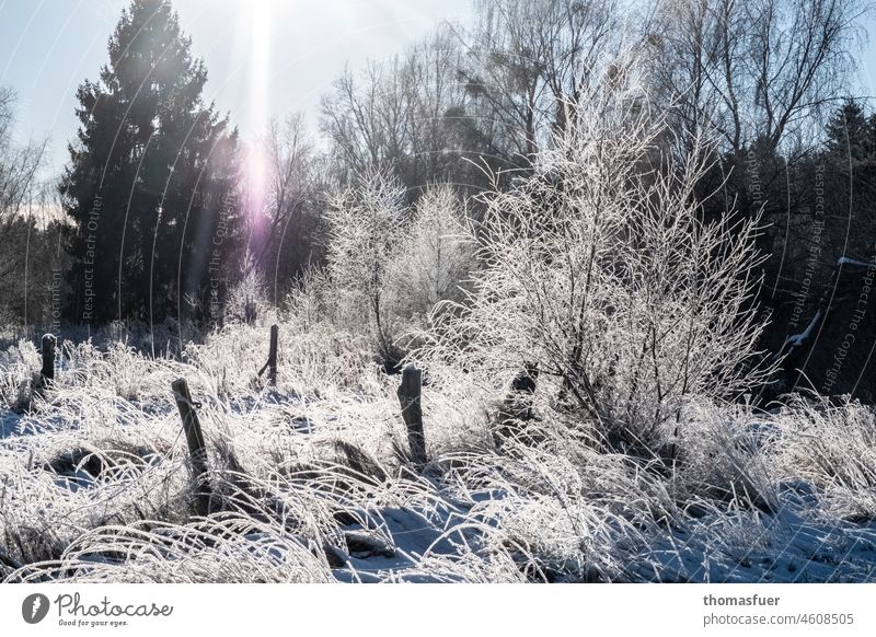 Hoarfrost in winter Schorfheide with sun Winter Hoar frost chill Sun grasses trees Deserted Winter mood Frozen Nature White Seasons Back-light Frost