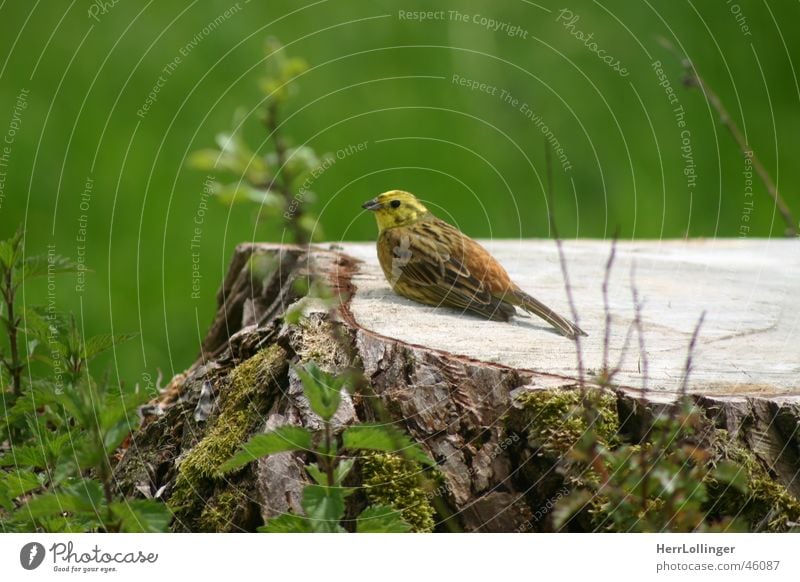 Tit? Bird Tit mouse Green Brown Small Tree Light brown White Tree stump Tails Wood Decompose Forest Meadow Dappled Contentment mossy Old Nature Freedom