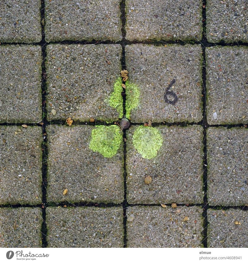 embedded boundary marker made of metal with three light green color marker dots and the number 6 on the pavement in plan view / marking limit marking