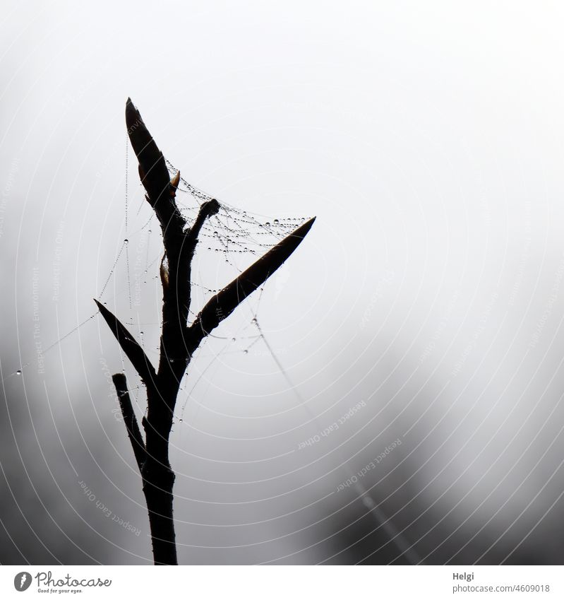 The beauty in the eye of the beholder | small branch with spider web and dew beads in the mist Twig Spider's web Cobwebby Drop dew drops Wet Fog in the morning