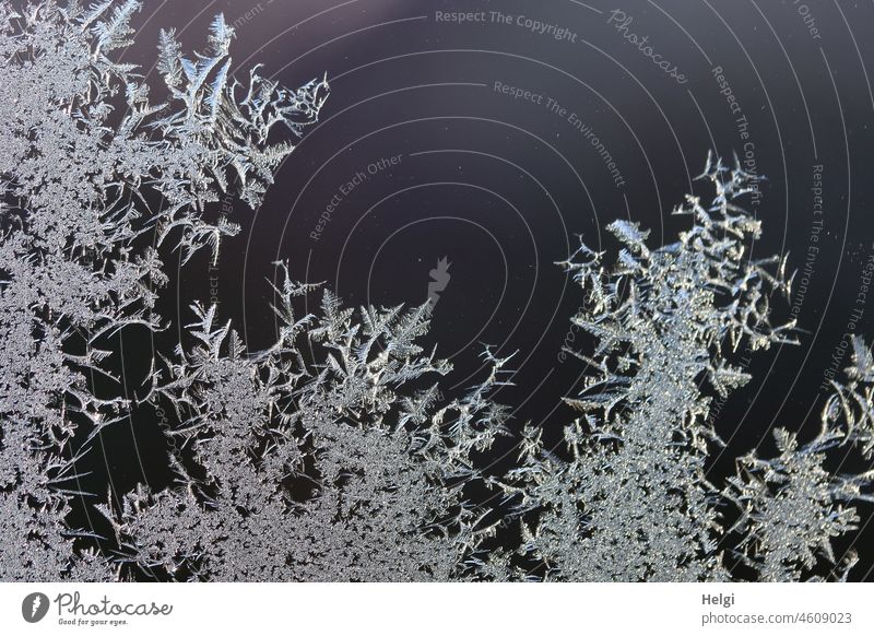 Close up of ice flowers on a glass pane Frostwork ice crystals Winter chill Pattern structure Pane Delicate Cold Frozen Light Shadow Close-up