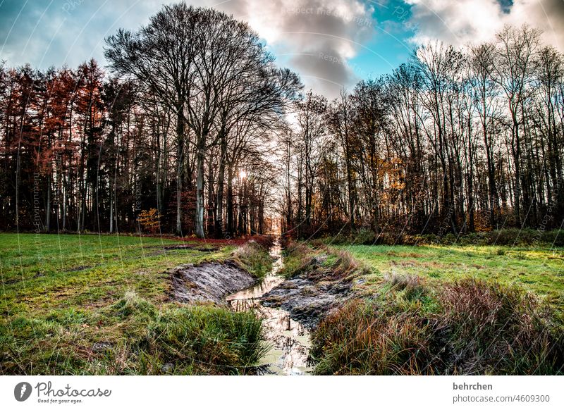 places that mean something | home Back-light Sun Sunlight Sunset grasses Autumn leaves Branches and twigs Autumnal landscape pretty Dreamily idyllically