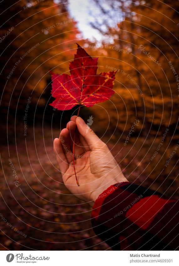 Hand holding an autumn leaf fall Autumn Autumn leaves Autumnal Autumnal colours Autumnal weather Autumnal landscape Autumnal trees autumn mood