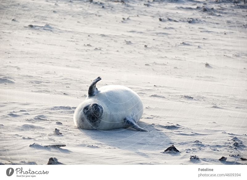 A howler lies on the beach of Helgoland and rolls back and forth! Gray seal Animal Nature Wild animal Colour photo Exterior shot Day coast Beach Seals Sand