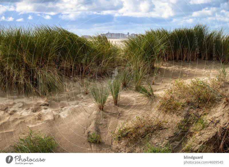 In the dunes of Zeebrugge North Sea Marram grass Wind Ocean Breeze North Sea coast Sand Vacation & Travel Nature Beach duene Belgium Sky Clouds Landscape