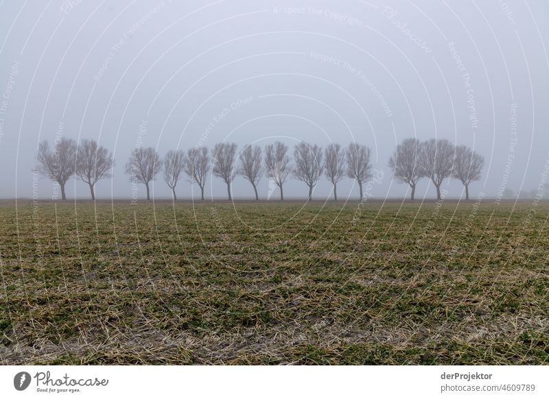 Tree avenue in the fog in Friesland I Unwavering Vacation & Travel Tourism Trip Far-off places Environment Joie de vivre (Vitality) Life Channel Exterior shot