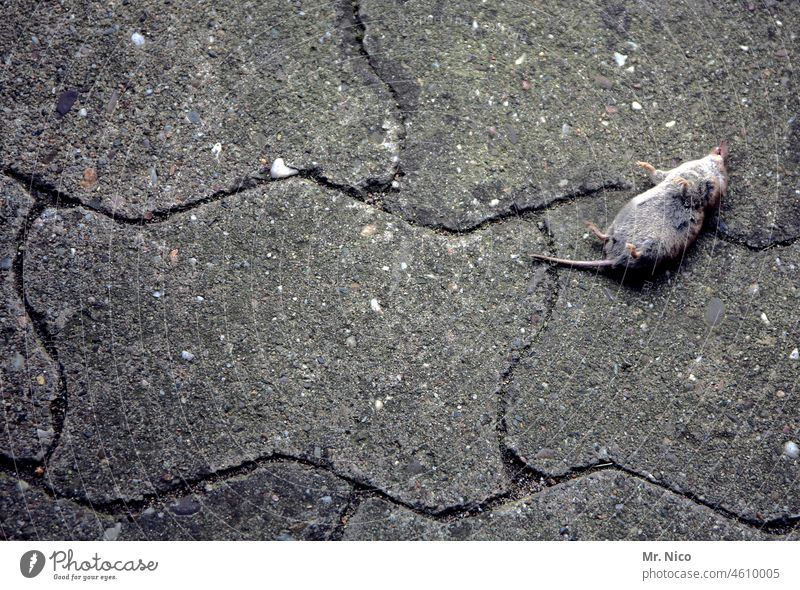 crime scene I dead as a doornail Mouse dead mouse Death Dead animal rodent as dead as a doornail Animal Prey Animal portrait prostrate Paving stone Gray