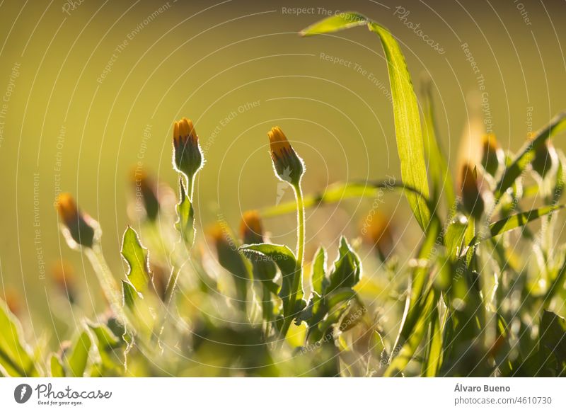 Flowers of the species Calendula stellata, still unopened buds, against the light, in spring, in the Parque del Buen Retiro in Madrid, Spain flowers small tiny