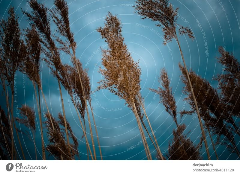 Strong wind and bad weather at the ponds. Wind Sky Clouds Nature Movement Gale Exterior shot Colour photo Environment Deserted Weather Day Storm Landscape