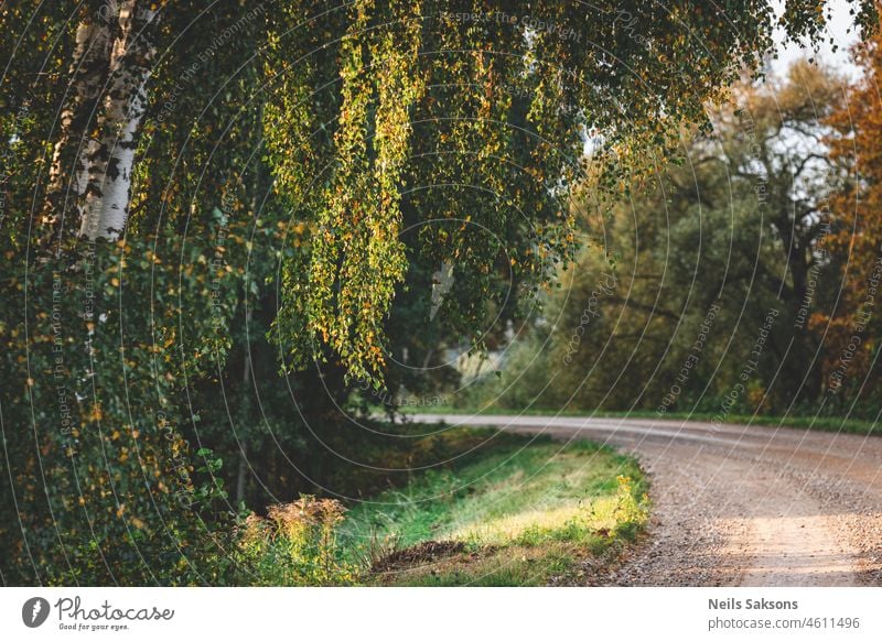 massive rich birch foliage in early autumn near winding forest gravel road autumnal background beautiful beauty botanical branch bright colorful countryside day