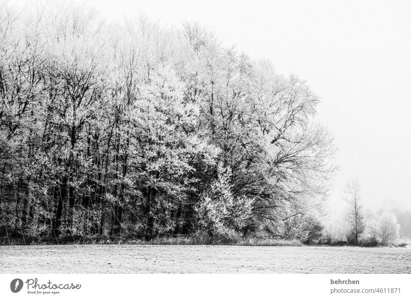 be quiet as a mouse! to hear snow falling! listening to the flakes! pretty Dreamily idyllically Snow layer Snowscape Winter walk Winter's day Winter mood