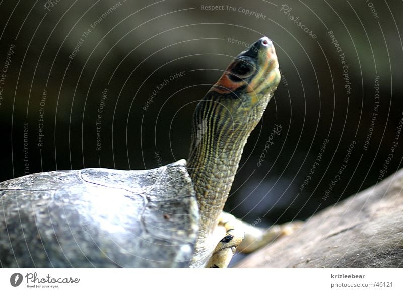 observantly Animal Wild animal Zoo Turtle 1 Watchfulness Curiosity Neck Review overview attentive Safety Shell Colour photo Exterior shot Detail Deserted