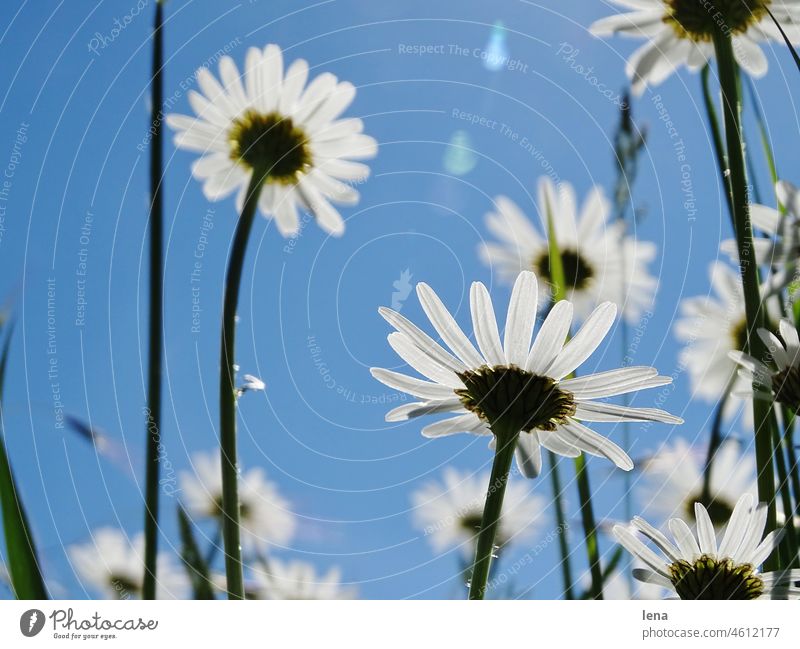 Daisy under blue sky Sun Blue sky Marguerite sunshine Sunbeam Sky Nature Exterior shot Meadow Colour photo Plant Beautiful weather Summer Back-light Deserted